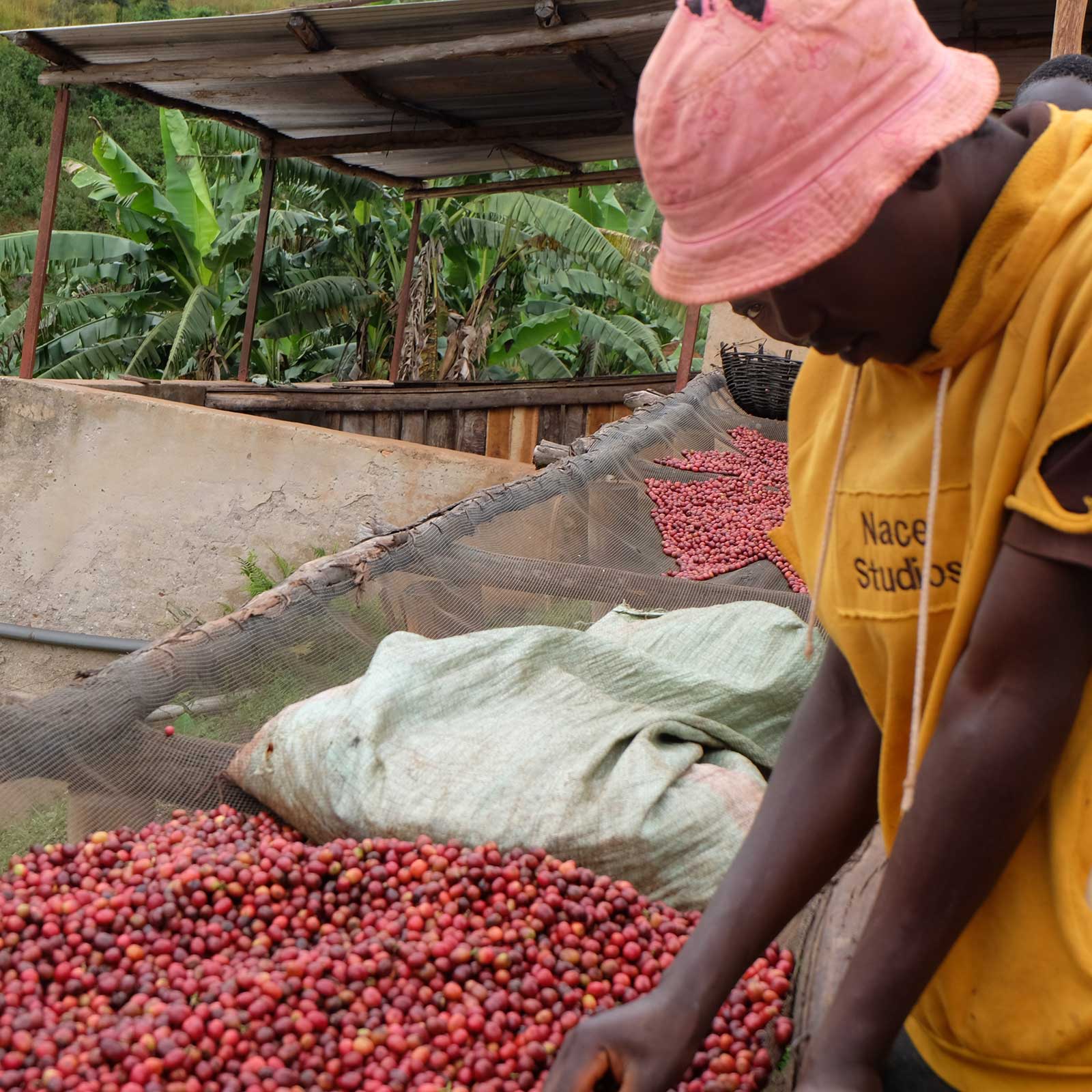 Burundi / Karambo Natural（カランボ・ナチュラル） | THE COFFEESHOP